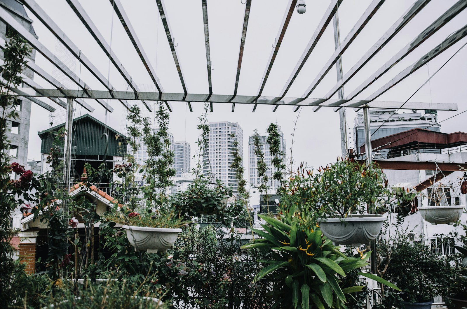 green potted plants in front of buildings