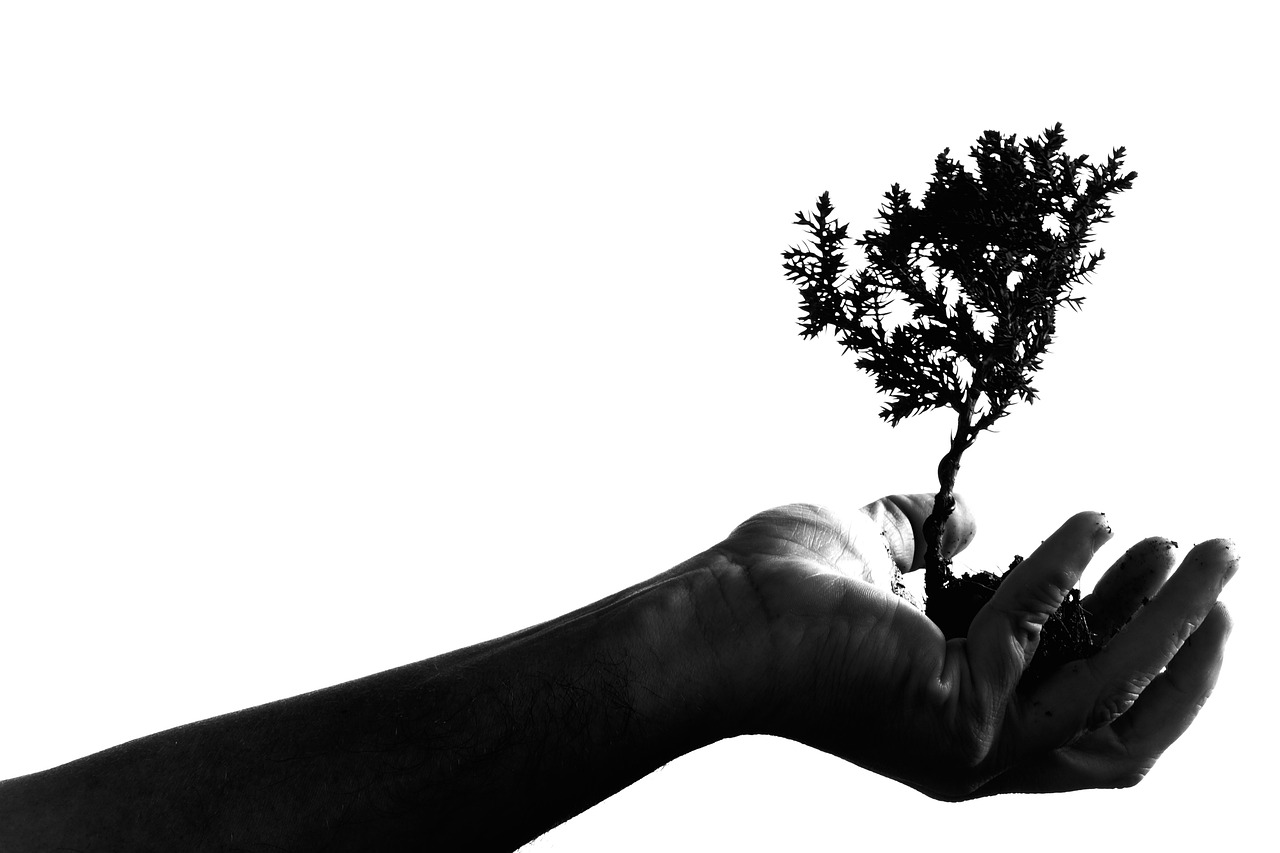 adult, bonsai, hand, plant, portrait, shadow, silhouette, tree, hold, holding, nature, growth, monochrome, black and white, concept, idea, isolated, hand, growth, growth, growth, growth, growth, idea